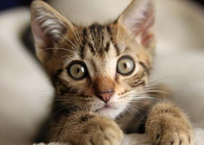 American ShorthairJ.jpg
