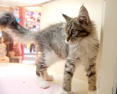 Norwegian forest catB.jpg