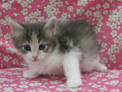Norwegian forest catG.jpg
