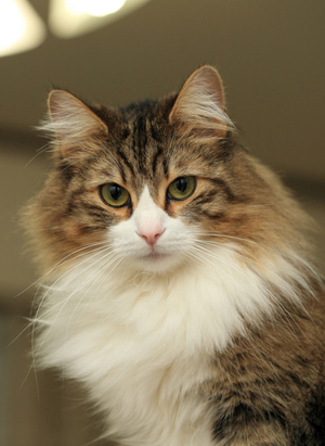 Norwegian forest catI.jpg
