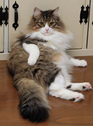 Norwegian forest catI.jpg