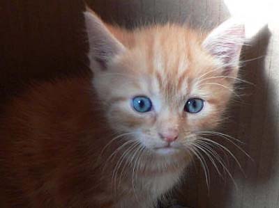 Ojos Azules cat.jpg