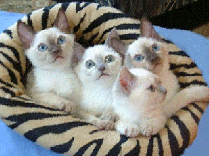 Tonkinese Kittens.gif