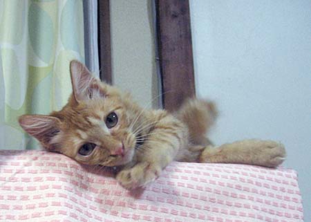 cat.jpg