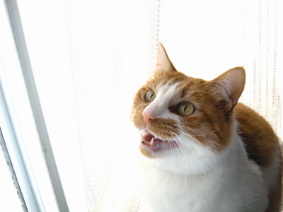 cat (1).jpg
