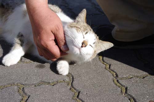 cat (2).jpg