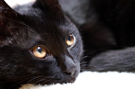 cat (3).jpg