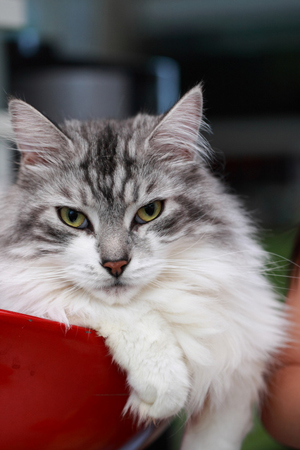 cat (3).jpg