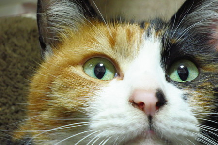 cat (3).jpg
