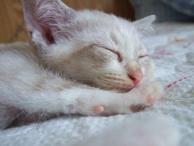 cat (5).jpg
