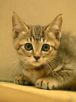 cat (6).jpg