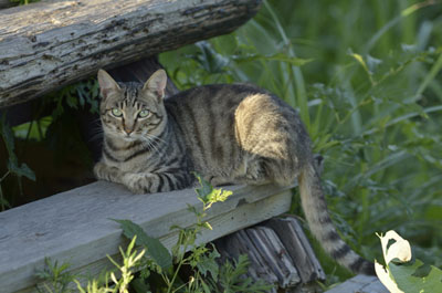 cat (7).jpg