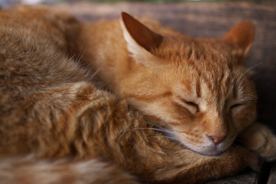 cat (7).jpg