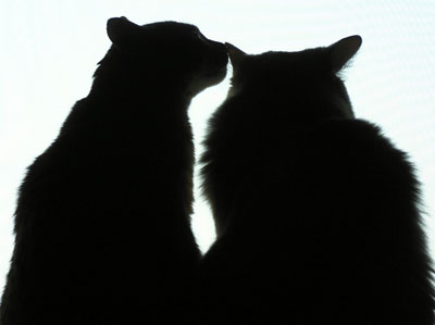 cat (8).jpg