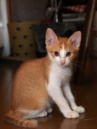cat (1).jpg
