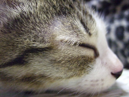 cat (1).jpg