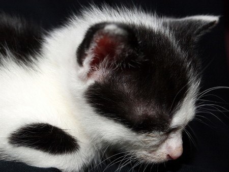 cat (1).jpg