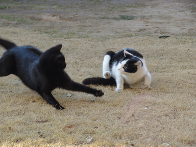 cat7.jpg