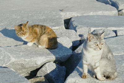 cats (5).jpg