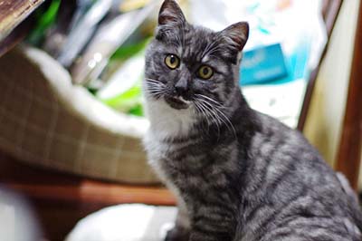 cats (8).jpg