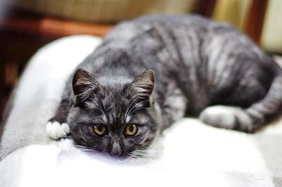 cats (9).jpg