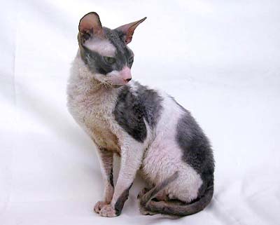 cornishrex.jpg