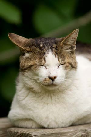 kobako (2).jpg
