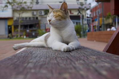 love cat.jpg