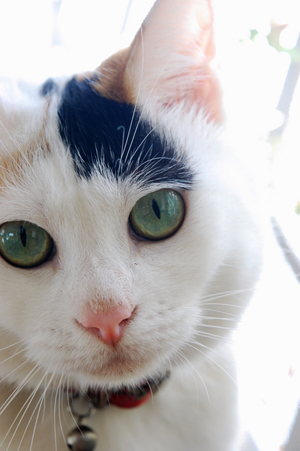 love cat (1).jpg