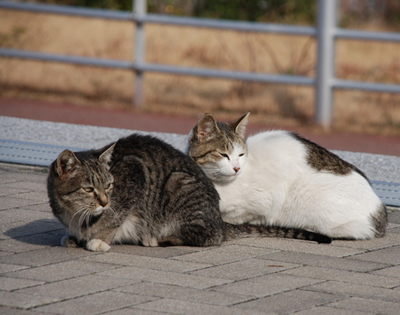 lovecats (1).jpg
