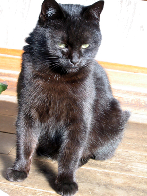 lovecats (9).jpg
