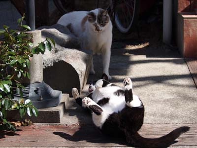 lovelycat11.jpg