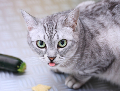 lovelycatB.jpg
