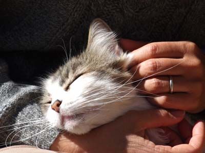 lovelycatF.jpg