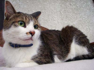 lovelycatM.jpg