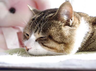 lovelycatP.jpg