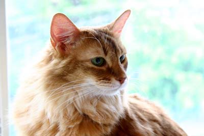 neko-kikite300.jpg