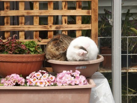 neko-situke (2).jpg